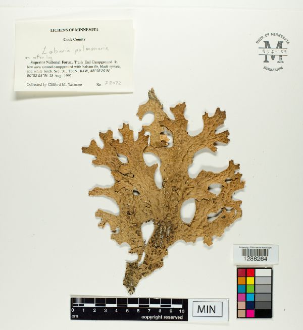 Lobaria pulmonaria image