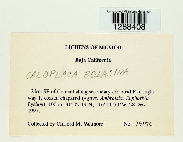 Caloplaca bolacina image