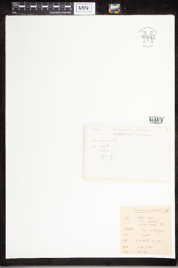 Coenogonium implexum image