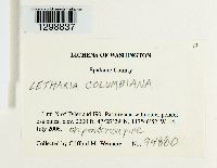 Letharia columbiana image