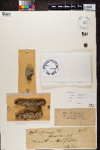 Image of Lecanographa lyncea