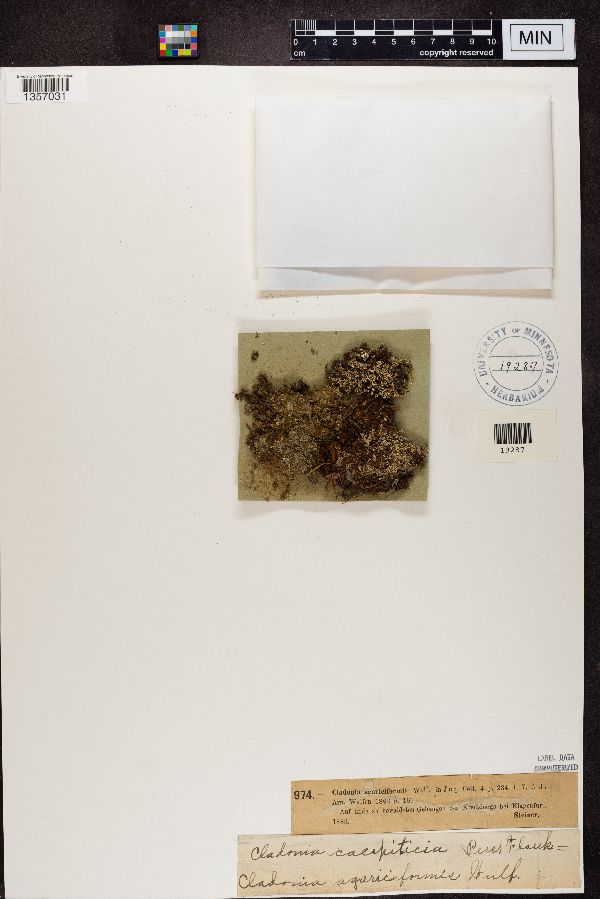 Cladonia agariciformis image