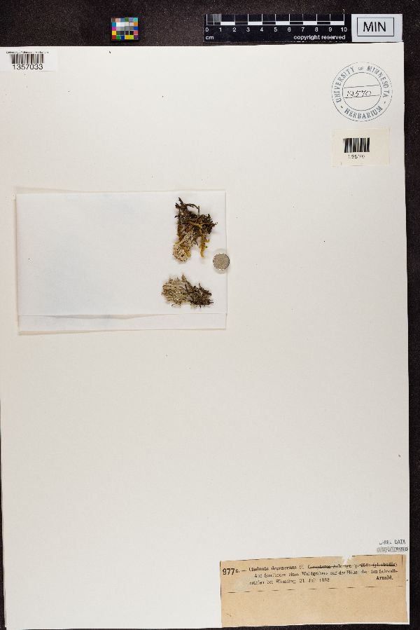Cladonia degenerans f. euphorea image
