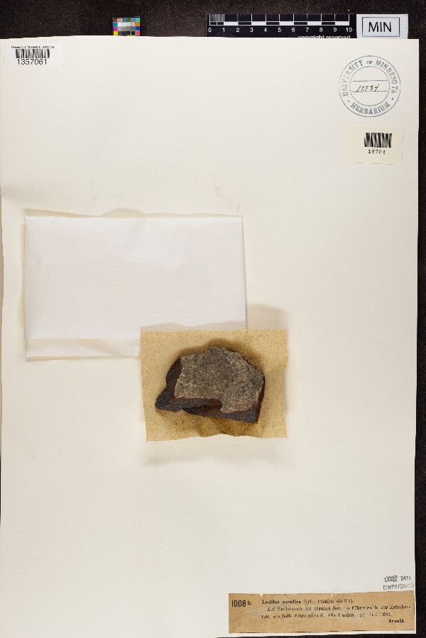 Lecidea sorediza image