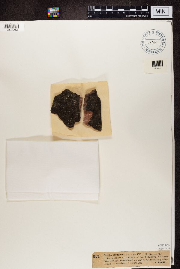 Lecidea umbriformis image