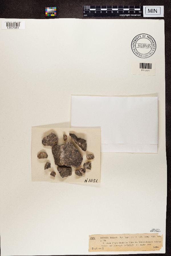 Bilimbia ternaria image