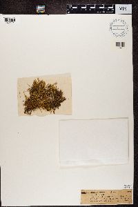 Image of Cladonia decorticata
