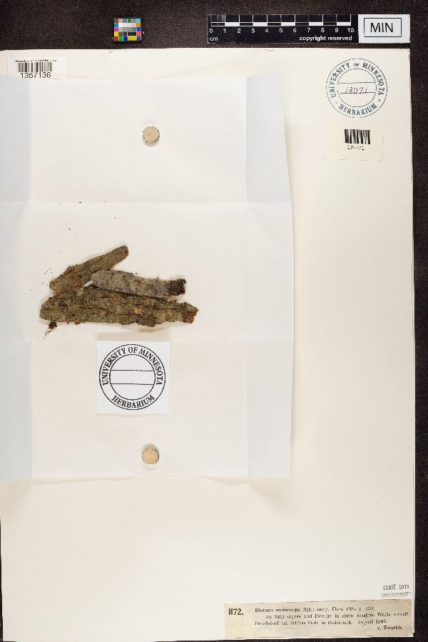 Lecania cyrtellina image