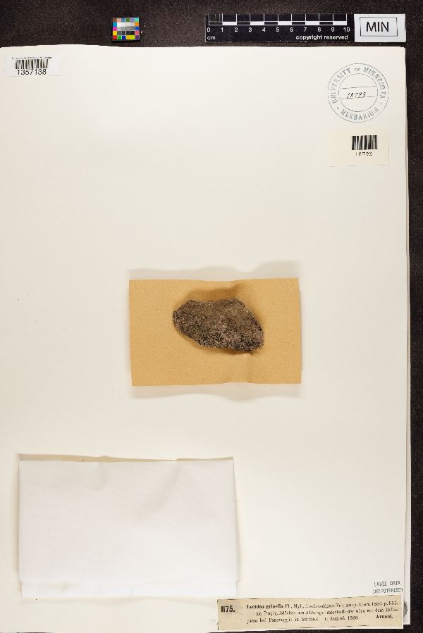 Lecidea grisella image