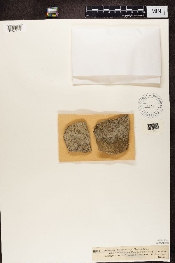 Coniangium koerberi image