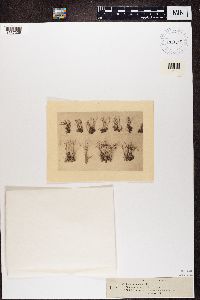 Image of Cladonia ochrochlora