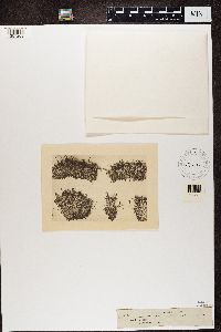 Patellaria fusca var. turbinata image