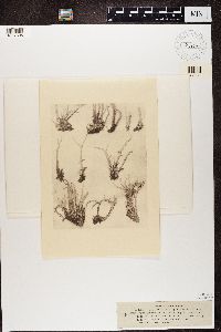 Patellaria fusca image