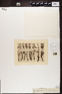 Patellaria fusca image