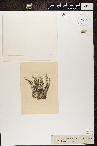 Patellaria coccinea image