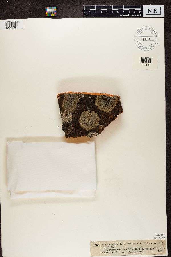 Lecidea grisella image