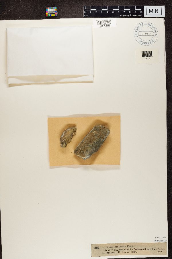 Bacidia arnoldiana image