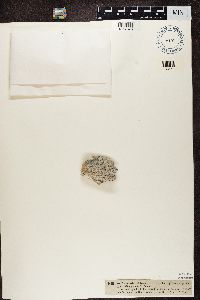 Verrucaria calciseda image
