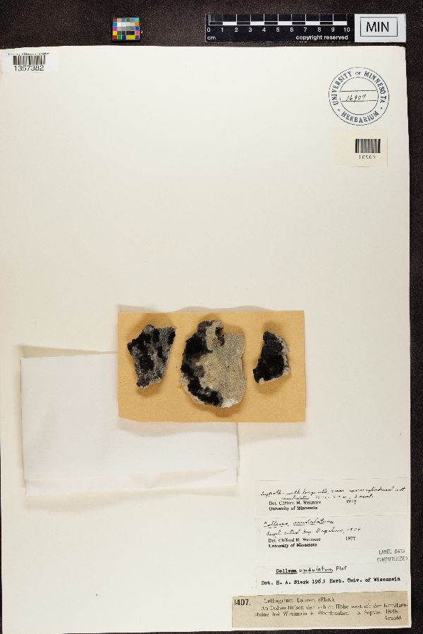 Lethagrium laureri image