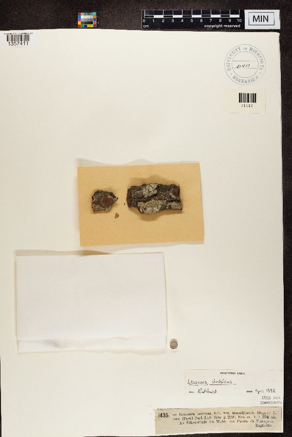 Lecanora conizaea image