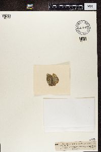 Leprantha caesia image
