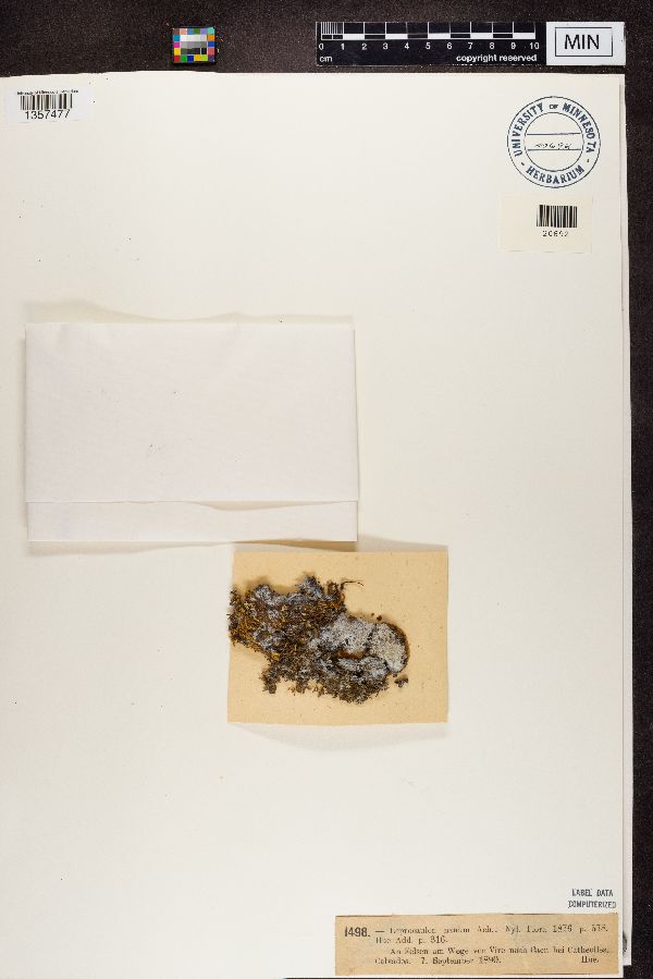 Leprocaulon nanum image