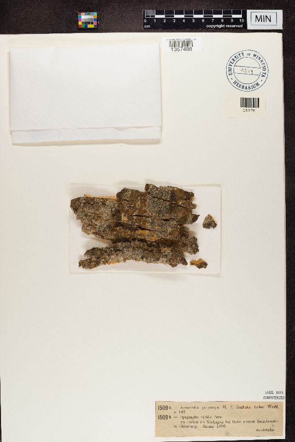 Acrocordia polycarpa f. dealbata image