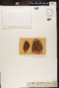 Gyalolechia aurella image