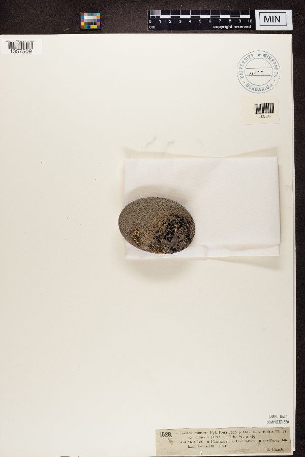 Lecidea diducens image