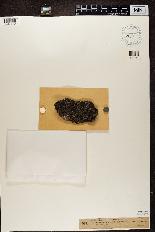 Mosigia gibbosa image