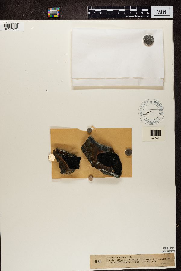 Lecidea obscurissima image