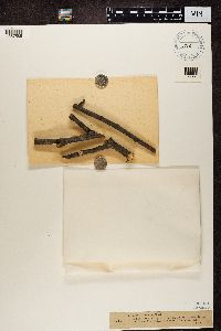 Phaeocalicium tremulicola image