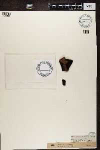 Umbilicaria esculenta image