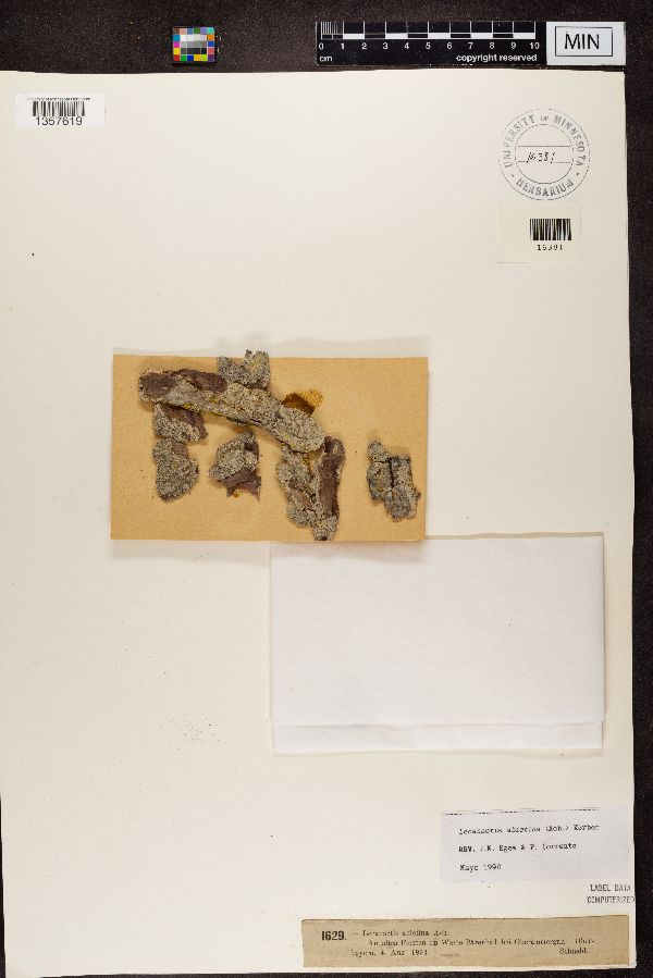 Lecanactis abietina image