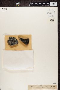 Image of Lecidella pulveracea