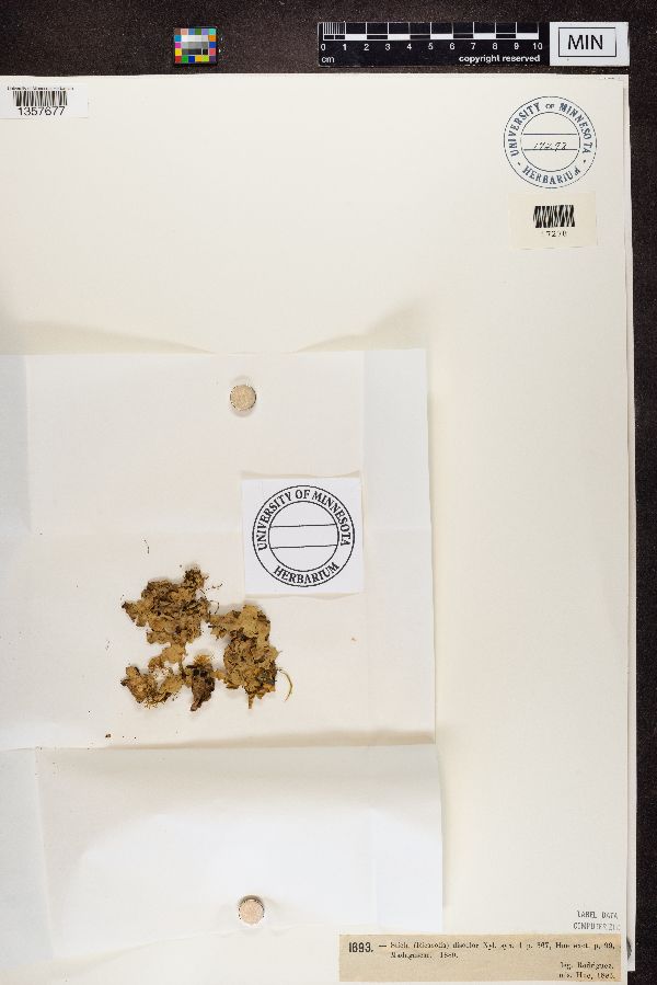 Lobaria discolor image