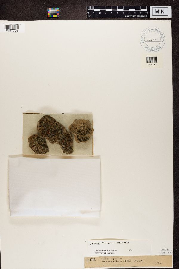 Blennothallia crispa image