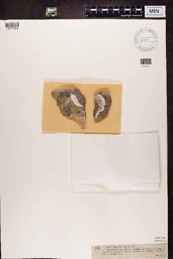 Lecidea dispersula image