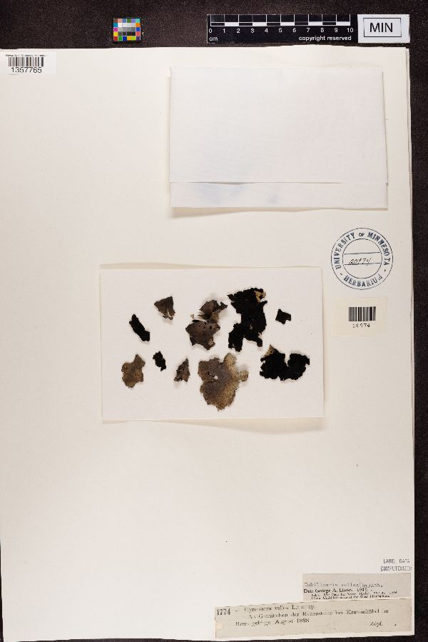 Gyrophora vellea image