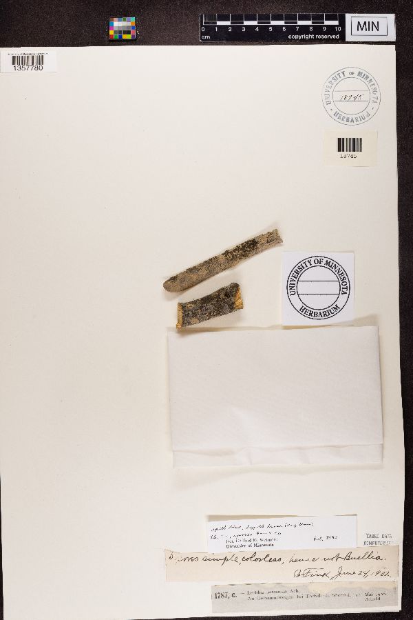 Lecidea parasema image