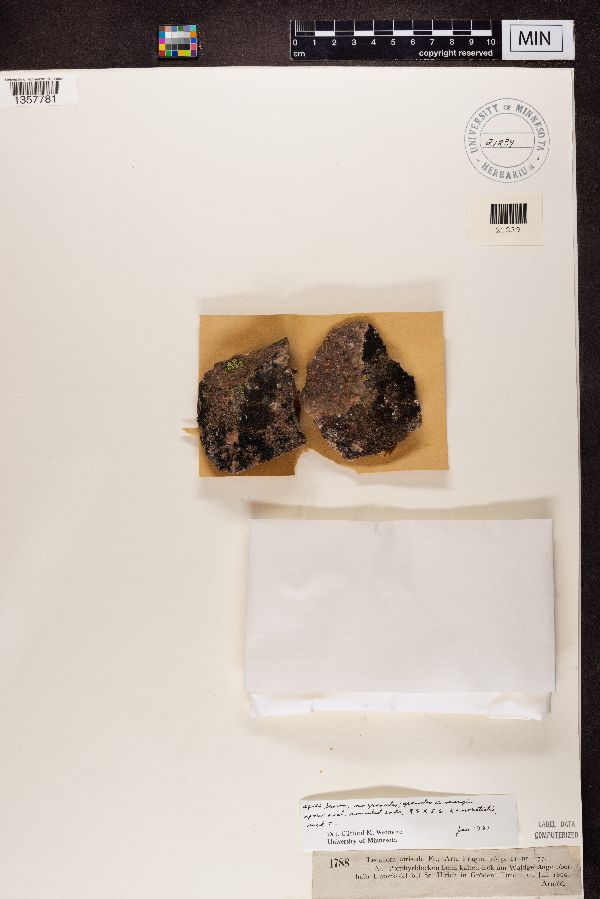 Lecanora atriseda image