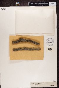 Porpidia crustulata image