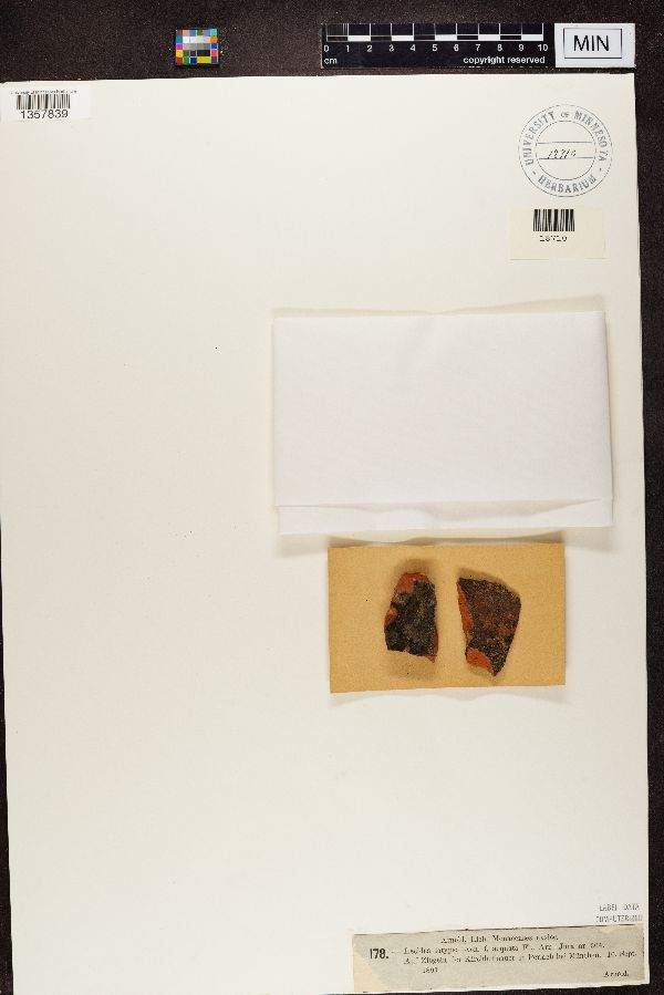 Lecidea latypea image