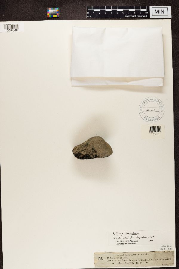 Collema furvum image
