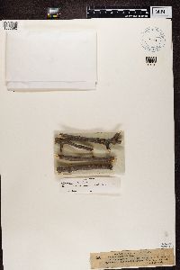 Phaeocalicium tremulicola image