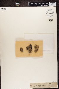 Pertusaria coccodes image
