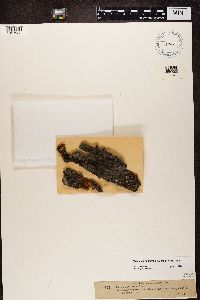 Caloplaca obscurella image