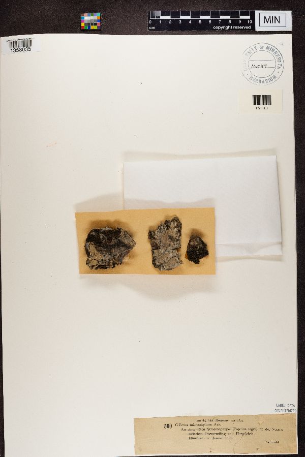Collema microphyllum image