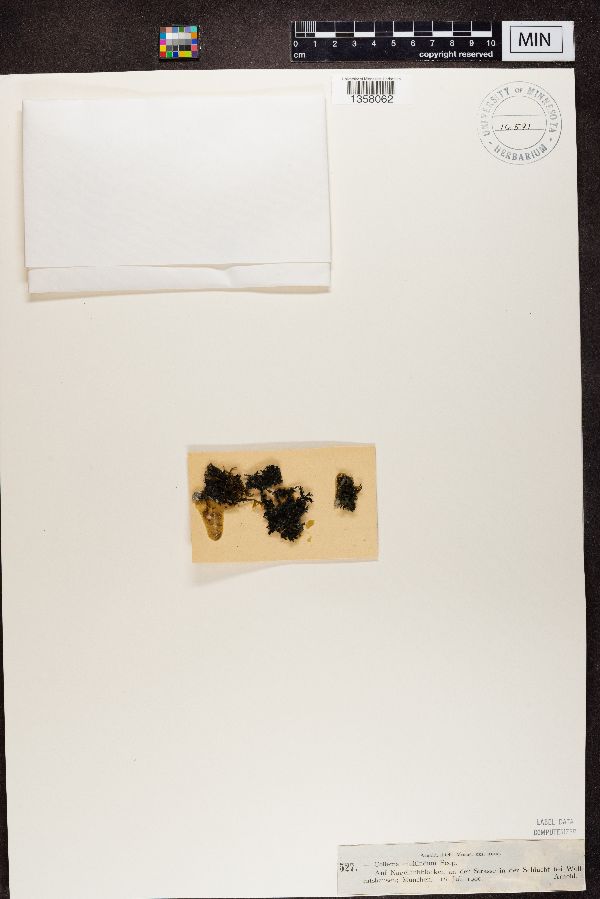 Collema multifidum image