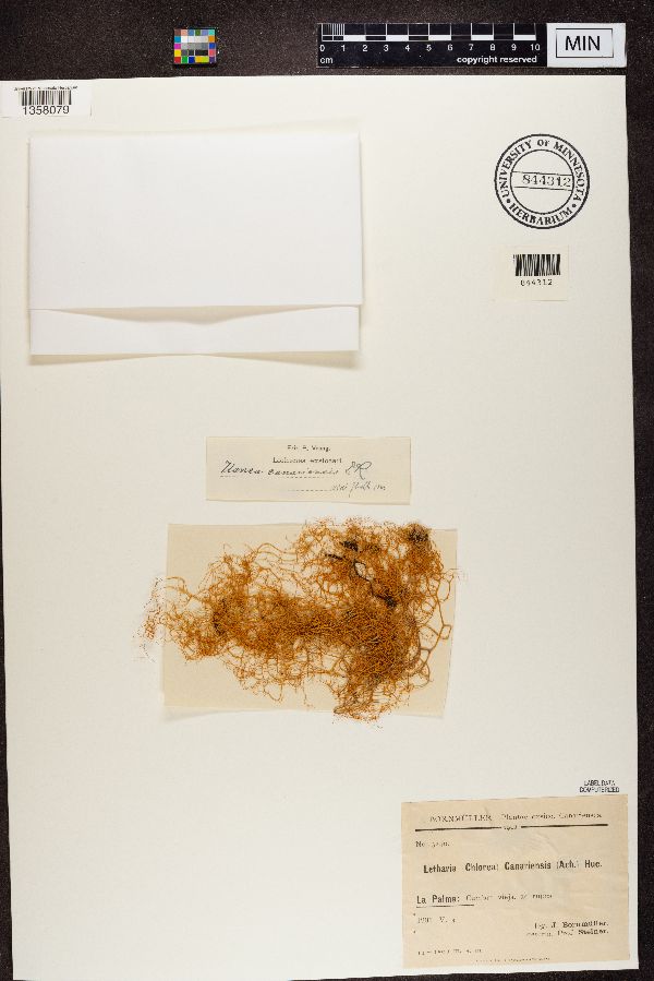 Lethariella canariensis image